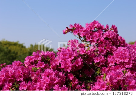 A flowering azalea 137518273
