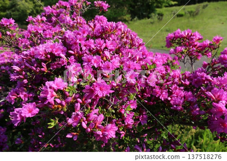 開花的杜鵑花 開花的杜鵑花 137518276