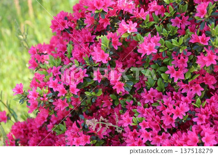 A flowering azalea 137518279