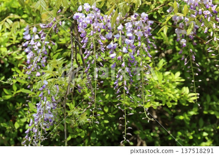 Wisteria flowers Wisteria flowers 137518291