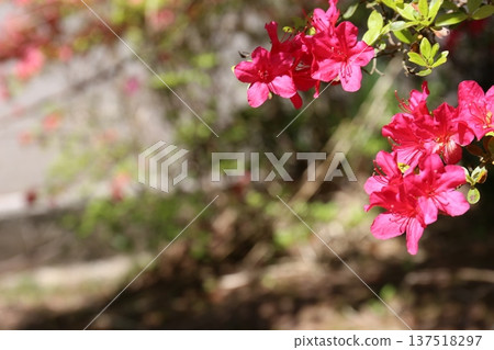 Red azalea Red azalea 137518297