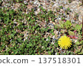Dandelion flower 137518301