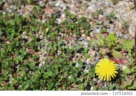 Dandelion flower Dandelion flower 137518301