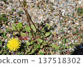 Dandelion flower 137518302