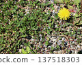 Dandelion flower 137518303