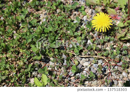 Dandelion flower Dandelion flower 137518303