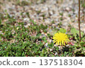 Dandelion flower 137518304