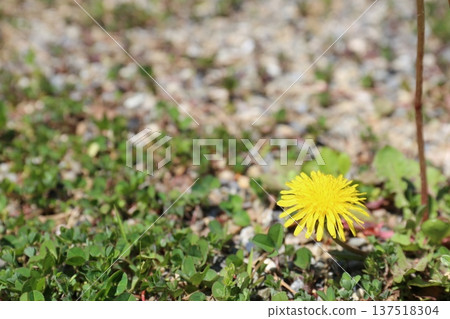Dandelion flower Dandelion flower 137518304