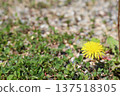 Dandelion flower 137518305