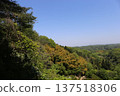 Blue sky and forest 137518306