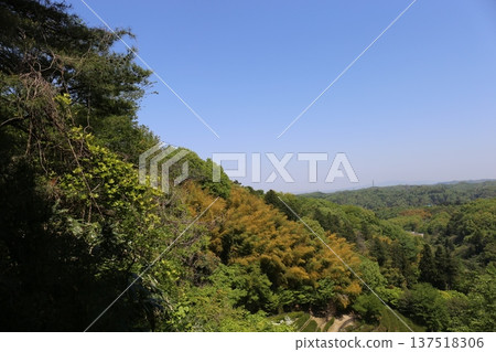 Blue sky and forest Blue sky and forest 137518306