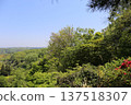 Blue sky and forest 137518307