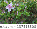 Azalea 137518308