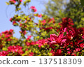 Red azalea 137518309