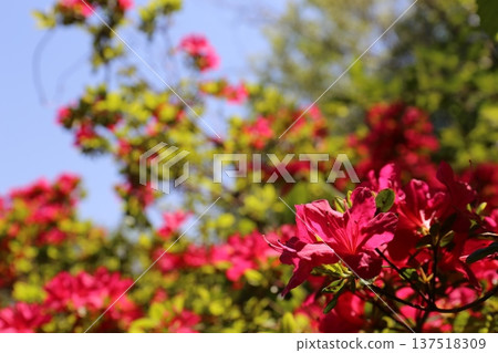 Red azalea Red azalea 137518309