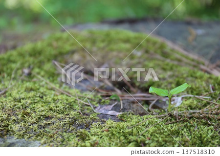 花園裡綻放著新的花蕾 花園裡綻放著新的花蕾 137518310