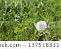 Dandelion's fluff 137518311