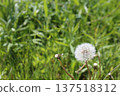 Dandelion's fluff 137518312