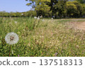 Dandelion's fluff 137518313