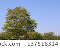 clear blue sky and trees 137518314