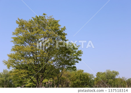 clear blue sky and trees clear blue sky and trees 137518314