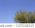 clear blue sky and trees 137518315