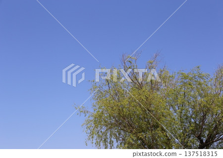 湛藍的天空和樹木 137518315