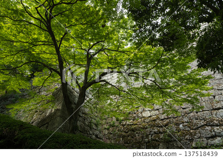 丸龜城堡 137518439