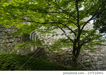 Marugame Castle Marugame Castle 137518441