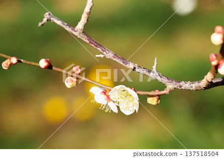 早春盛開的梅花特寫 早春盛開的梅花特寫 137518504