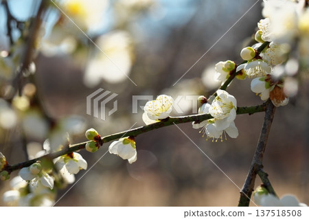 早春盛開的梅花特寫 早春盛開的梅花特寫 137518508