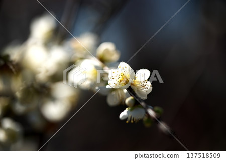 早春盛開的梅花特寫 早春盛開的梅花特寫 137518509