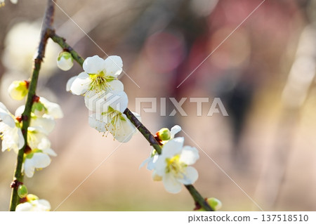 早春盛開的梅花特寫 137518510