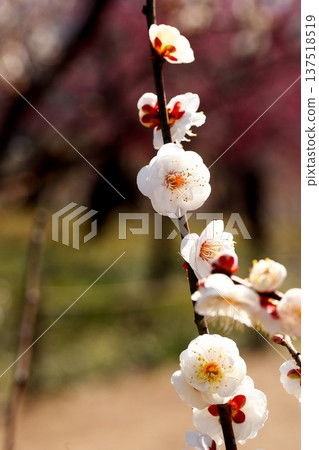 早春盛開的梅花特寫 137518519
