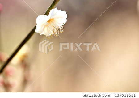 早春盛開的梅花特寫 早春盛開的梅花特寫 137518531