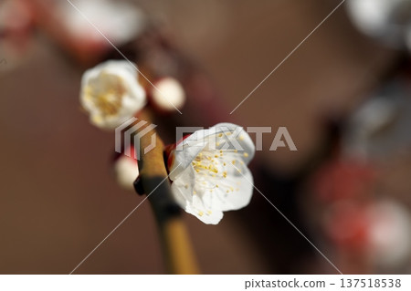 Close-up of plum blossoms blooming in early spring Close-up of plum blossoms blooming in early spring 137518538