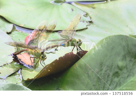 Linked spawning of the Alpine Dragonfly Linked spawning of the Alpine Dragonfly 137518556