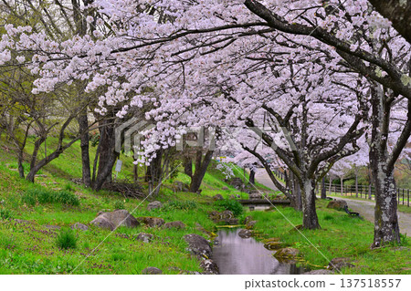 Cherry blossom trees in full bloom at the Yase Ruins in Minakami Town, Gunma Prefecture Cherry blossom trees in full bloom at the Yase Ruins in Minakami Town, Gunma Prefecture 137518557