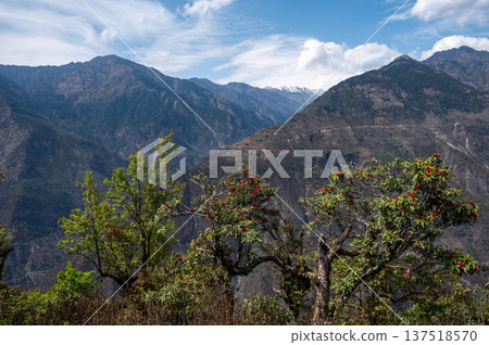 The landscape of mountains with Rhododendron flowers blooming in Langtang national park, Nepal. 137518570