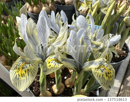 Iris Katharine Hodgkin, a dwarf cultivar of Iris reticulata Iris Katharine Hodgkin, a dwarf cultivar of Iris reticulata 137518613