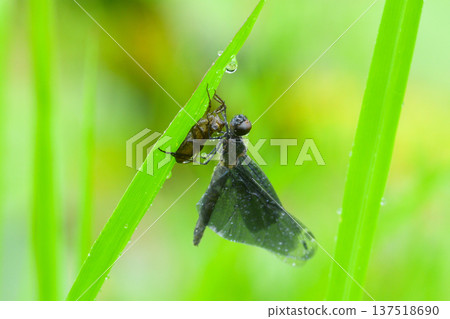 蝴蝶的出現 137518690