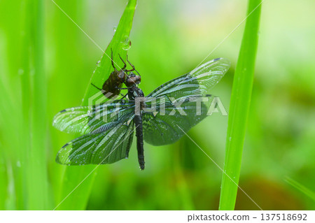 蝴蝶的出現 137518692