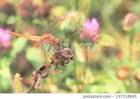 冷凍蜻蜓（女） 137518693