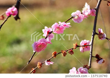 早春的梅花 早春的梅花 137518740