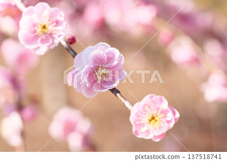 Plum blossoms in early spring Plum blossoms in early spring 137518741