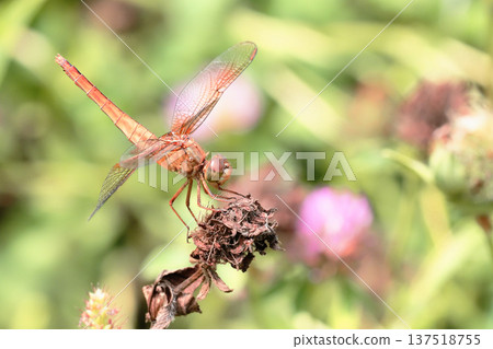 冷凍蜻蜓（女） 137518755