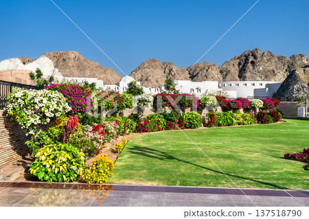 Lush garden landscape with blooming bougainvillea and manicured lawn in front of the white historic walls of Al Alam Palace in Muscat, Oman. Lush garden landscape with blooming bougainvillea and manicured lawn in front of the white historic walls of Al Alam Palace in Muscat, Oman. 137518790