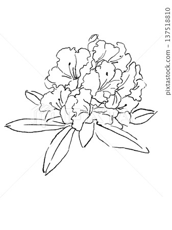 Hand drawn line art illustration of blooming rhododendron flowers Hand drawn line art illustration of blooming rhododendron flowers 137518810