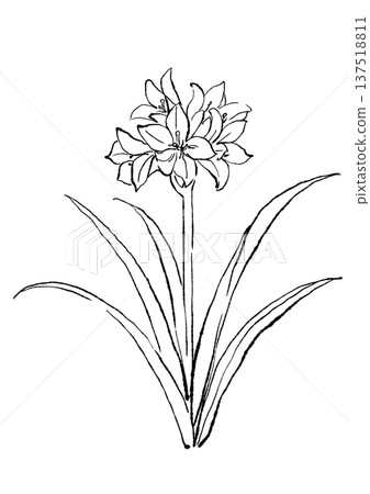 手繪線條畫，描繪了盛開的君子蘭花。 137518811