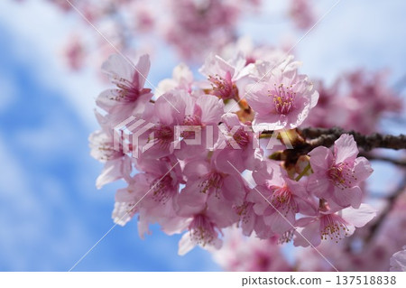 Kawazu cherry blossoms in Soka City Kawazu cherry blossoms in Soka City 137518838